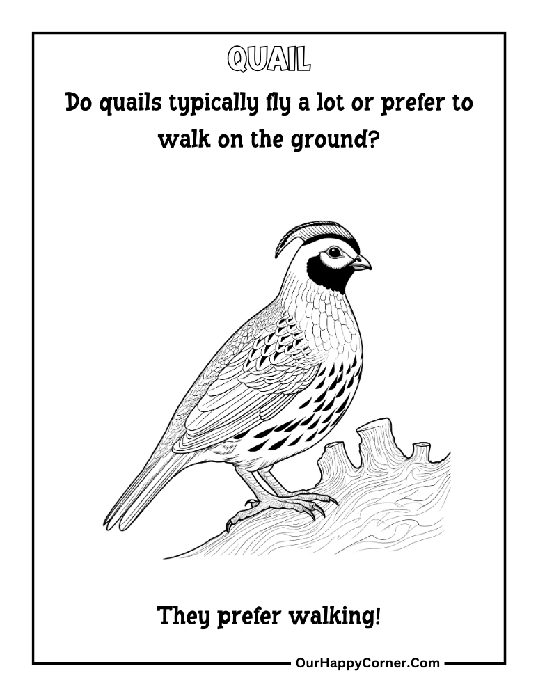 quail coloring page