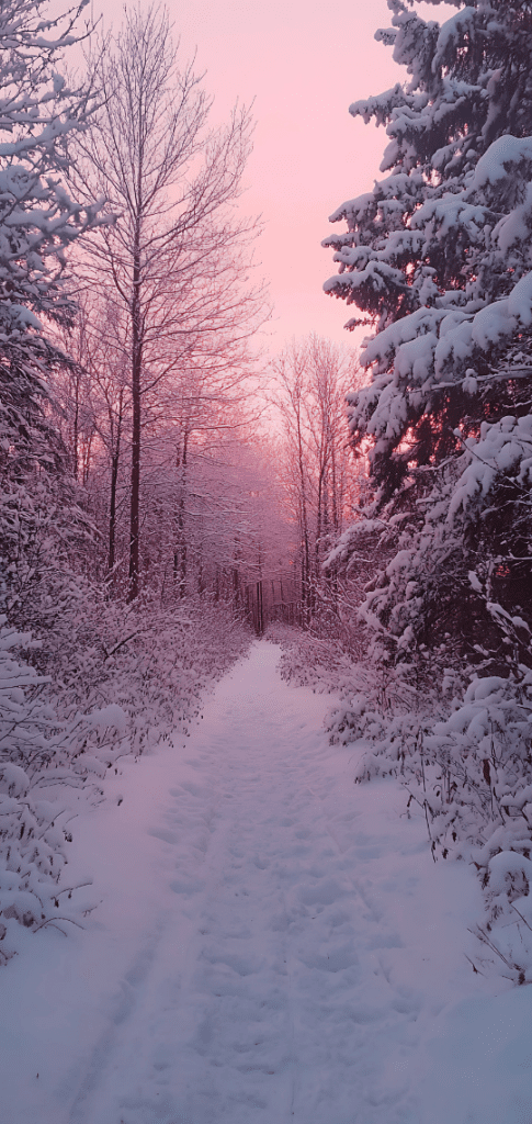 winter wallpaper of Snowy forest path at sunrise with trees covered in frost and a pink sky.
