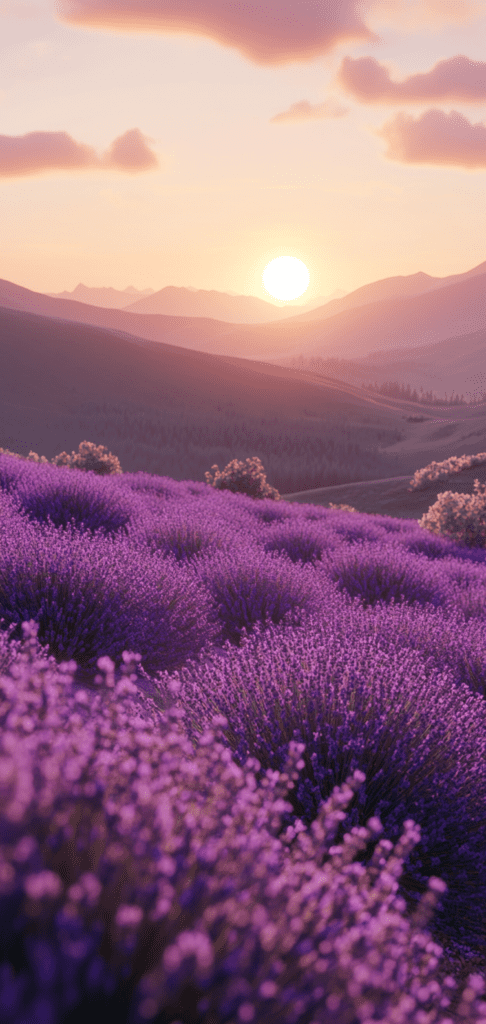 Lavender fields under a soft pastel sunset